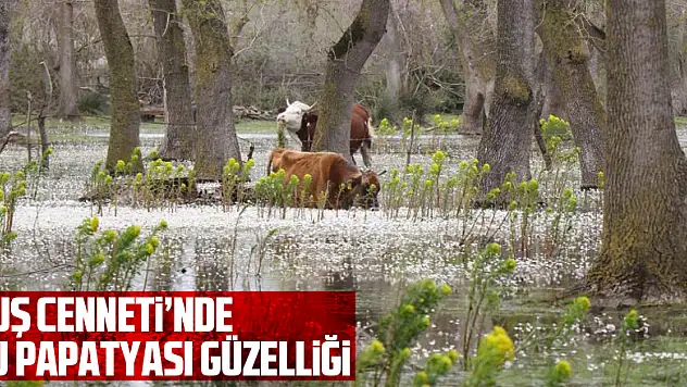 Kuş Cenneti'nde su papatyası güzelliği