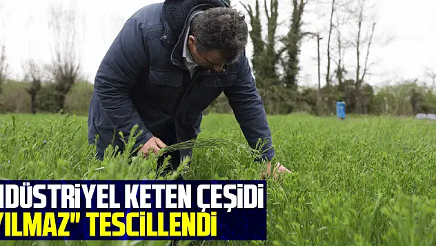 Endüstriyel keten çeşidi 'Yılmaz' tescillendi