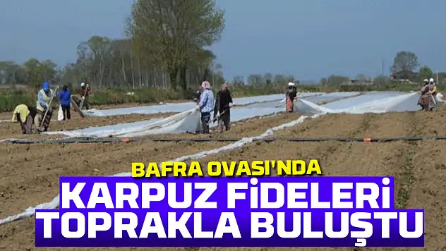 Bafra Ovası'nda karpuz fideleri toprakla buluştu