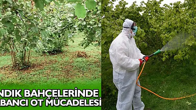 Fındık Bahçelerinde Yabancı Ot Mücadelesi
