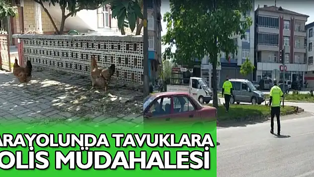 Karayolunda Tavuklara Polis Müdahalesi