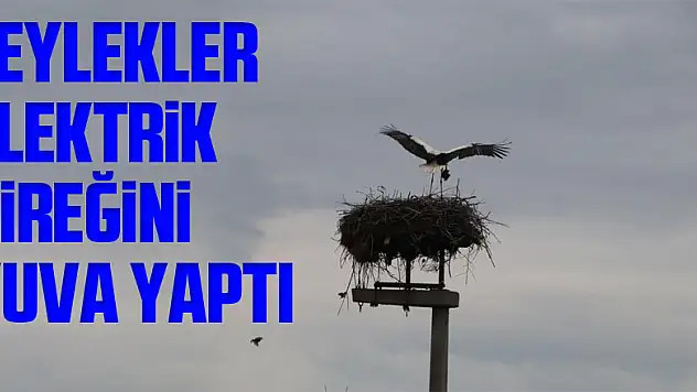 Leylekler elektrik direğini yuva yaptı
