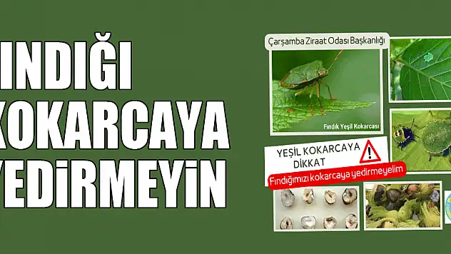 FINDIĞI KOKARCAYA YEDİRMEYİN