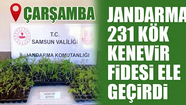 Jandarma 231 kök kenevir fidesi ele geçirdi
