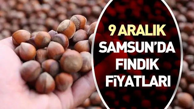 9 Aralık Samsun'da Fındık Fiyatları | Piyasa Salı Günü Yeniden Canlandı