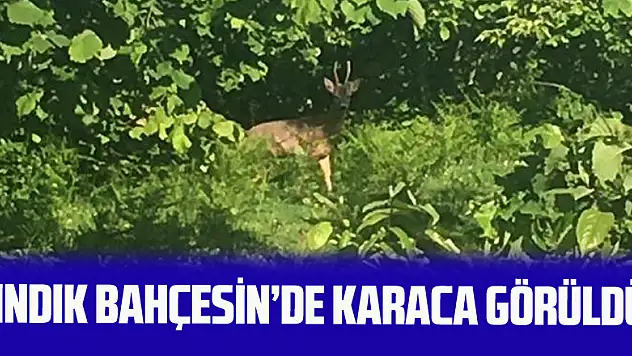 Fındık Bahçesinde Karaca Görüldü