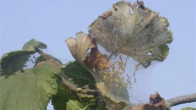 Amerikan Beyaz Kelebeği ile Mücadele