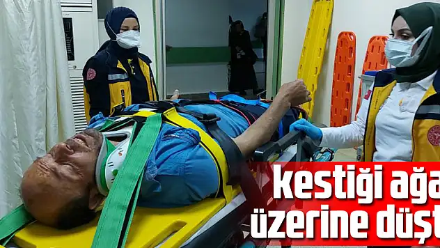 Ormanda kestiği ağaç üzerine düşen şahıs ölümden döndü