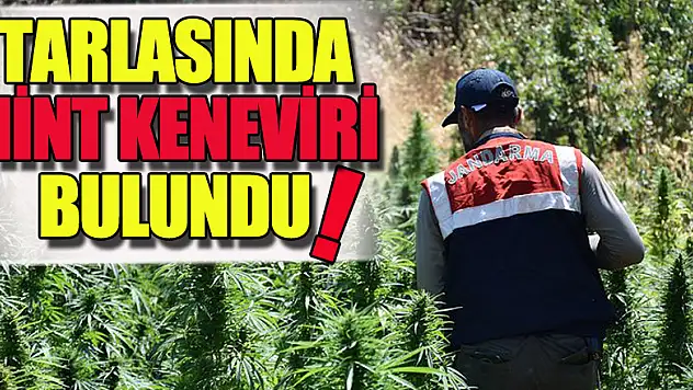 Tarlasında ekili halde Hint keneviri bulunan şüpheli tutuklandı