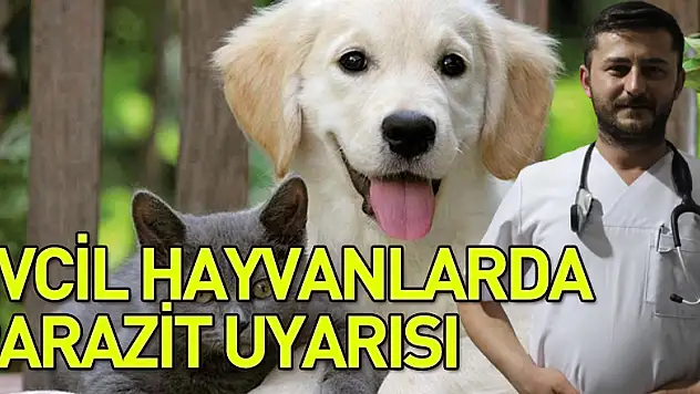 EVCİL HAYVANLARDA PARAZİT UYARISI