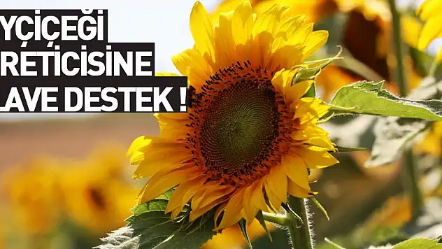 Ayçiçeği üreticisine ilave destek