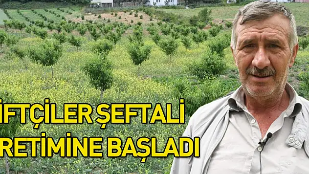 Samsun'da çiftçiler yeniden şeftali üretimine başladı