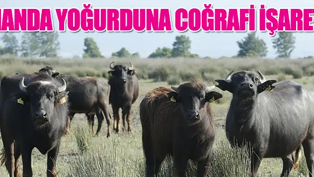 Manda yoğurduna coğrafi işaret