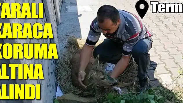 Yaralı karaca koruma altına alındı