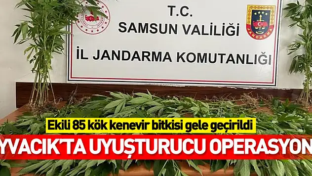 Samsun'da arazide ekili 85 kök kenevir bitkisi gele geçirildi: 1 kişi tutuklandı