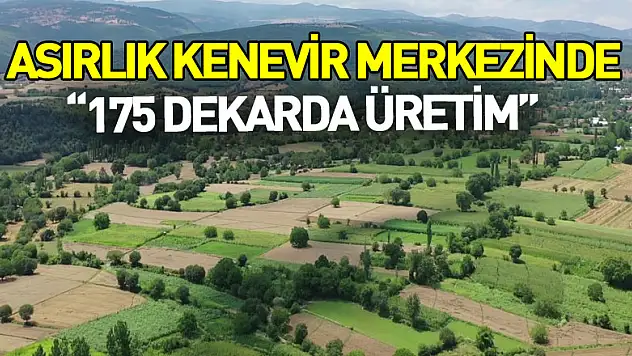 Asırlık kenevir merkezinde 175 dekarda üretim