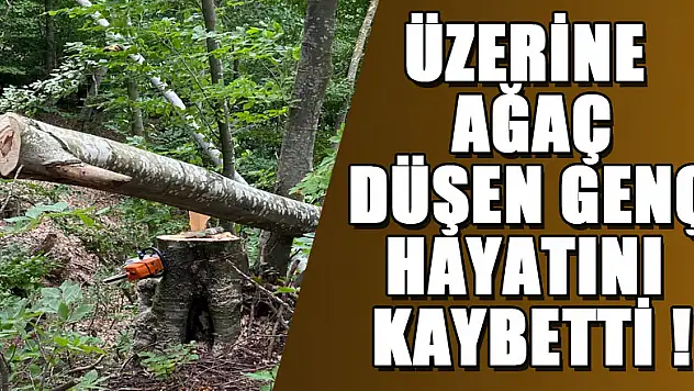 Ormanda üzerine kesilen ağaç düşen genç hayatını kaybetti
