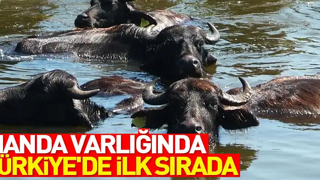 Samsun, manda varlığında Türkiye'de ilk sırada