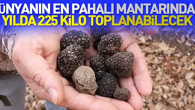 Dünyanın en pahalı mantarından yılda 225 kilo toplanabilecek