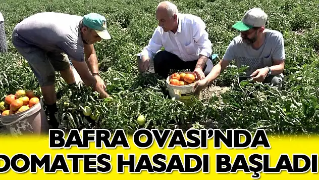 Bafra Ovası'nda domates hasadı başladı
