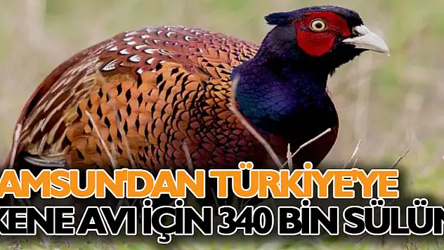 Samsun'dan Türkiye'ye kene avı için 340 bin sülün