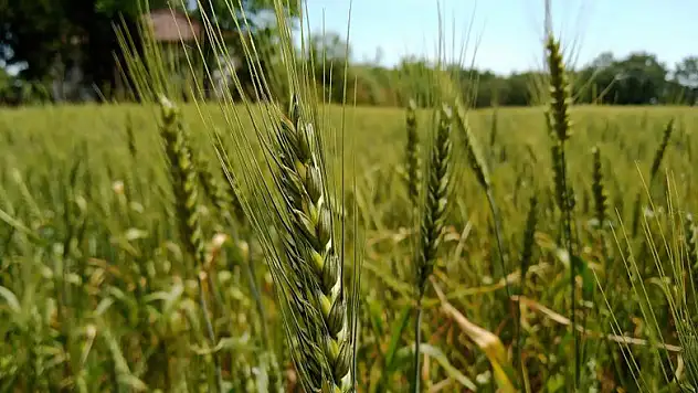 Hububat desteğinde son müracaat tarihi 16 Eylül 