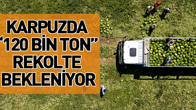 karpuzda 120 bin ton rekolte bekleniyor
