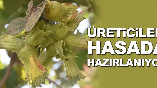 Fındık üreticileri hasada hazırlanıyor