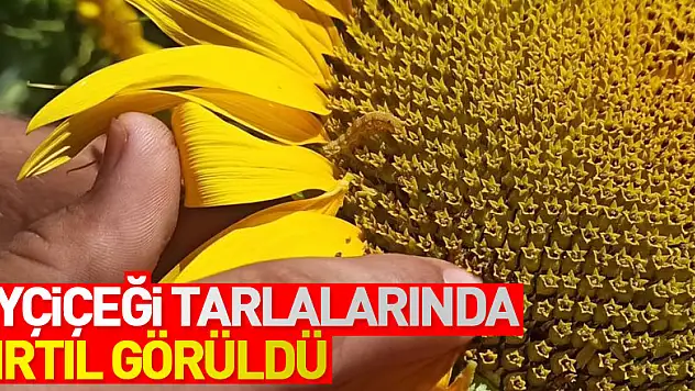 Bafra'da ayçiçeği tarlalarında tırtıl görüldü