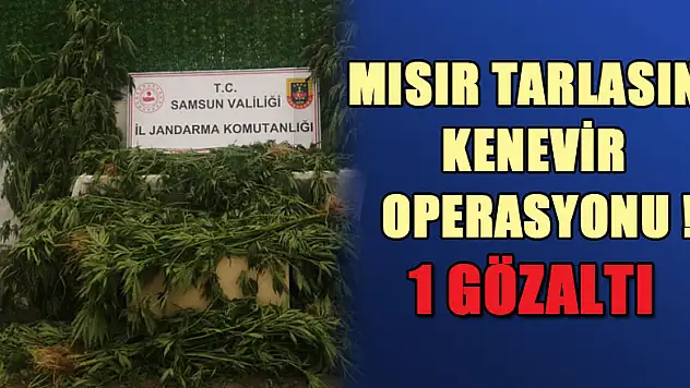 jandarmadan mısır tarlasına kenevir operasyonu: 1 gözaltı
