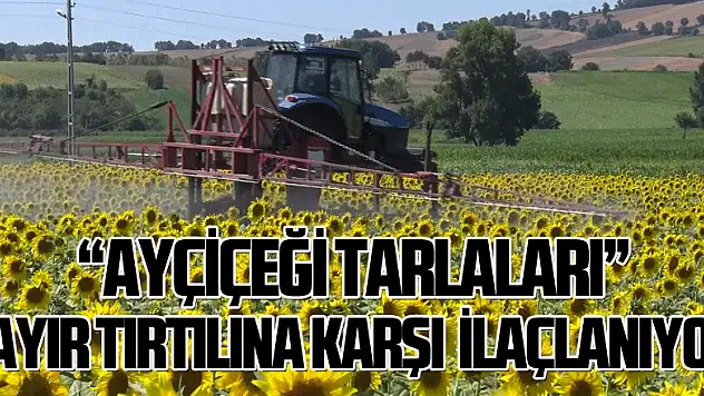 Ayçiçeği tarlaları çayır tırtılına karşı ilaçlanıyor