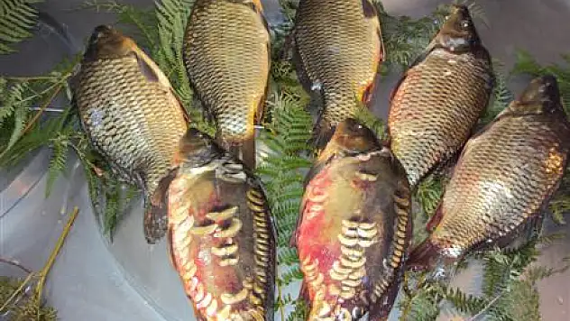 Balık Satış mekânlarına Yeni Dönem…