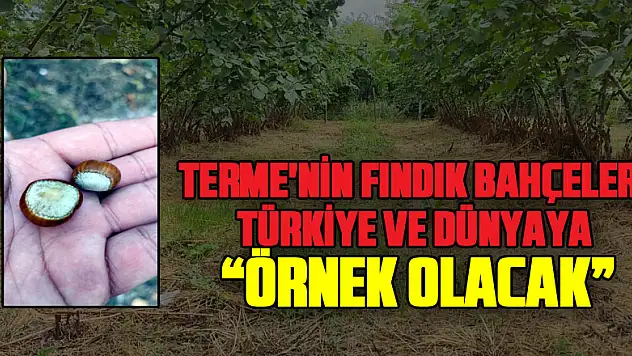 Terme'nin fındık bahçeleri Türkiye ve dünyaya örnek olacak
