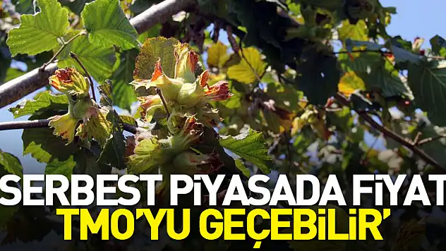 'Serbest piyasada fiyat TMO'yu geçebilir'