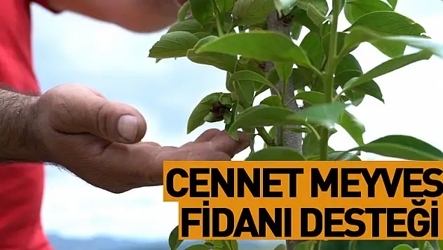 2 bin 400 'Cennet Meyvesi Fidanı' desteği