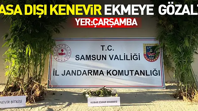 Çarşamba'da yasa dışı kenevir ekmeye  gözaltı