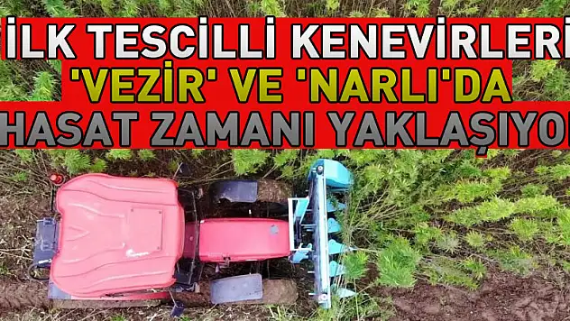 Türkiye'nin ilk tescilli kenevirleri 'vezir' ve 'narlı'da hasat zamanı yaklaşıyor