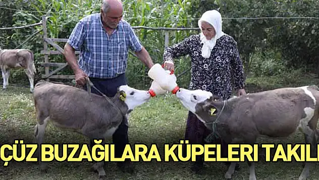 Üçüz buzağılara küpeleri takıldı