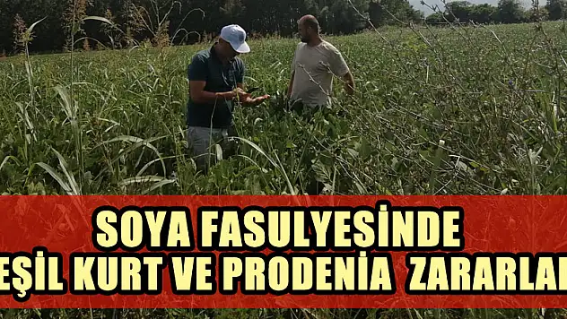 SOYA FASULYESİNDE YEŞİL KURT VE PRODENİA ZARARLARI