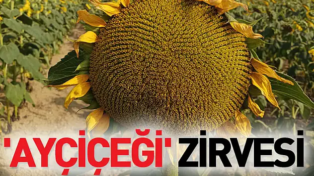 'Ayçiçeği' zirvesi