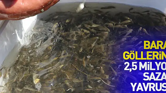 Baraj göllerine 2,5 milyon sazan yavrusu