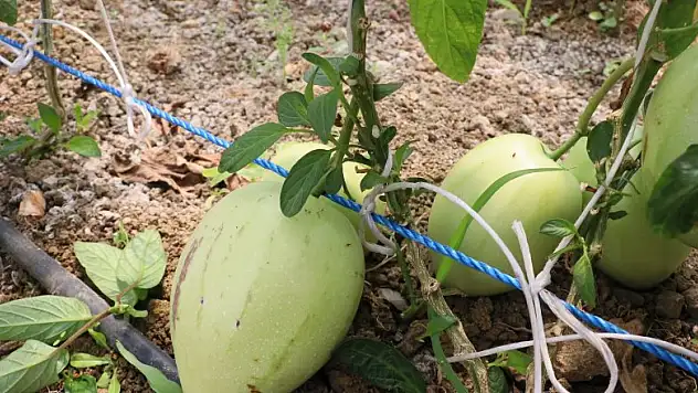 Hükümlüler tropikal meyve yetiştiriyor