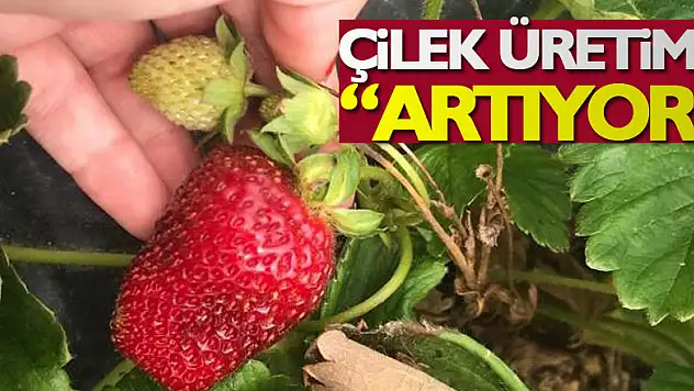 Samsun'da çilek üretimi artıyor
