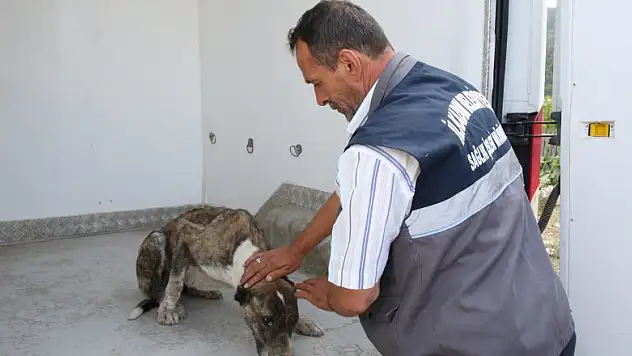 Aracın çarptığı köpeğin yardımına İlkadım sağlık ekipleri koştu