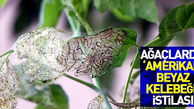  Ağaçlarda 'Amerikan beyaz kelebeği' istilası 