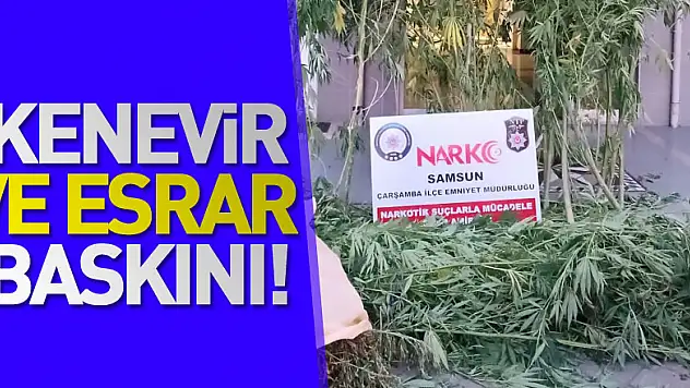 Kenevir ve esrar baskını!