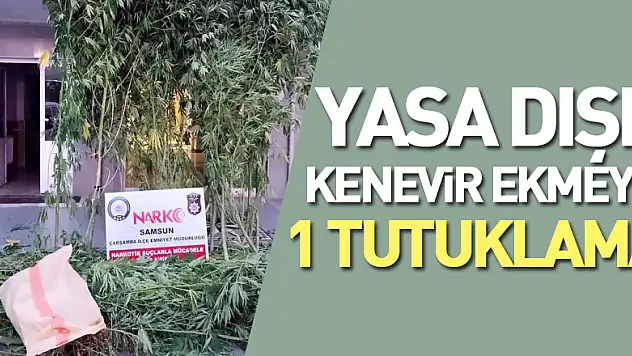Samsun'un Çarşamba ilçesinde yasa dışı ekilen Hint keneviri ve esrar maddesi ile yakalanan 1 kişi çıkarıldığı mahkemece tutukladı.
