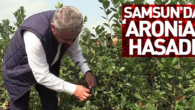 Samsun'da 'aronia' hasadı