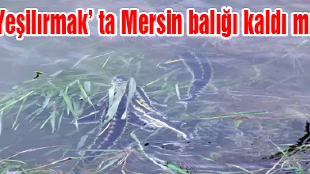 Yeşilırmak' ta Mersin balığı kaldı mı?