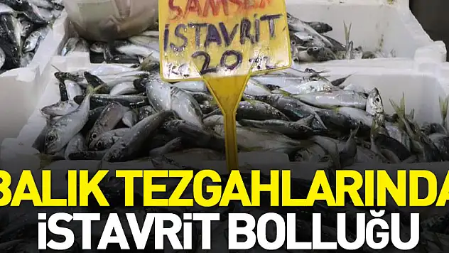 Balık tezgahlarında istavrit bolluğu